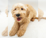 Puppy Miss Red Goldendoodle-Poodle (Miniature) Mix