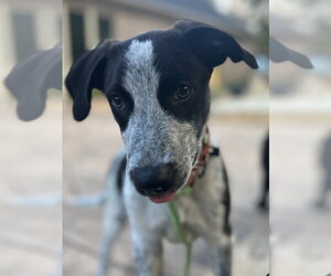 Jack Nursery Rhyme - Male Mutt Dog for Adoption - Photo #4