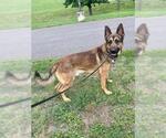 Small #1 German Shepherd Dog