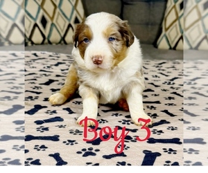 Medium Australian Shepherd