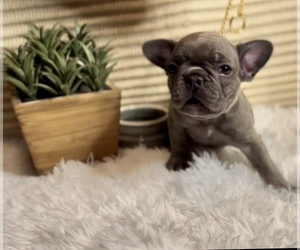French Bulldog Puppy for Sale in SLIDELL, Louisiana USA