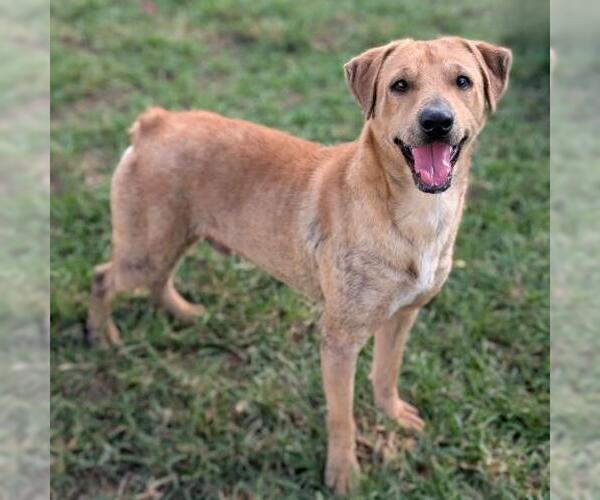 Medium Photo #1 Mutt Puppy For Sale in Conroe, TX, USA