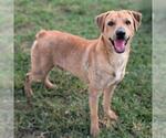 FIGARO - Male Mutt Dog for Adoption - Small photo