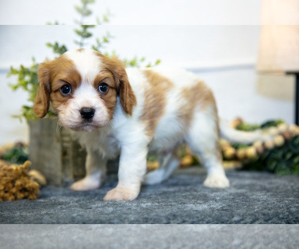 Medium Photo #4 Cavalier King Charles Spaniel Puppy For Sale in GOSHEN, IN, USA
