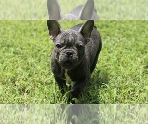 French Bulldog Puppy for sale in NEWNAN, GA, USA