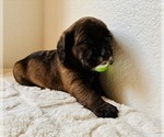Small #3 Cocker Spaniel