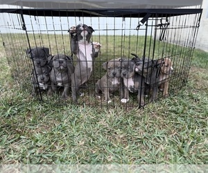 American Bully Puppy for Sale in PALM COAST, Florida USA