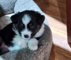 Miniature American Shepherd Puppy for sale in BARDSTOWN, KY, USA