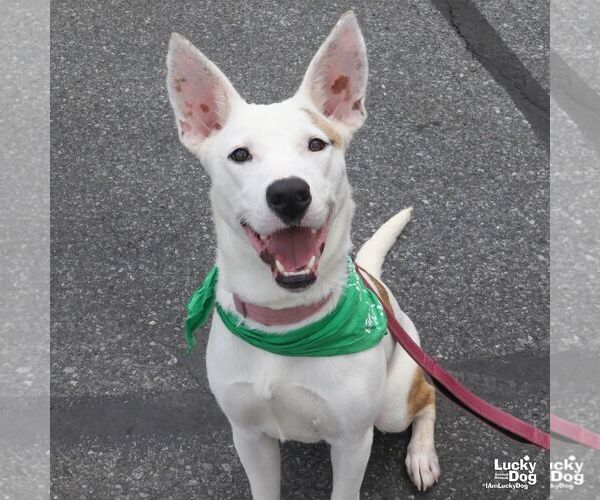 Medium Photo #10 Carolina Dog-Unknown Mix Puppy For Sale in Washington, DC, USA