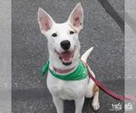Small #9 Carolina Dog Mix