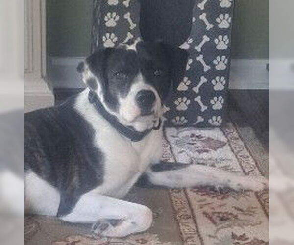 Medium Photo #3 Mutt Puppy For Sale in Yardley, PA, USA