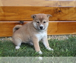 Small Photo #2 Shiba Inu Puppy For Sale in SHILOH, OH, USA