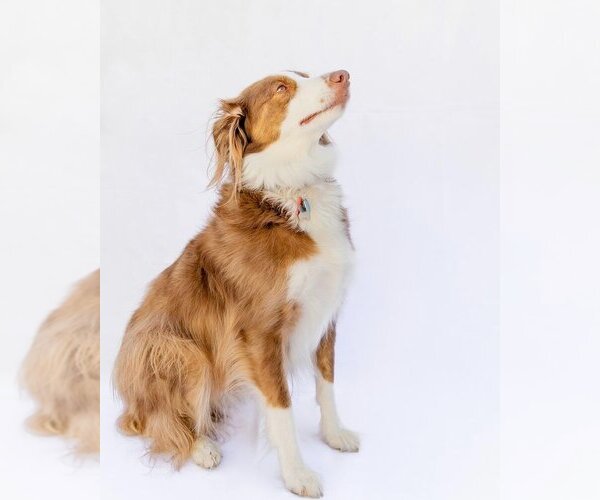 Medium Photo #2 Australian Shepherd-Unknown Mix Puppy For Sale in Salt Lake City, UT, USA