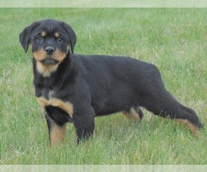 Rottweiler Puppy for sale in FREDERICKSBG, OH, USA