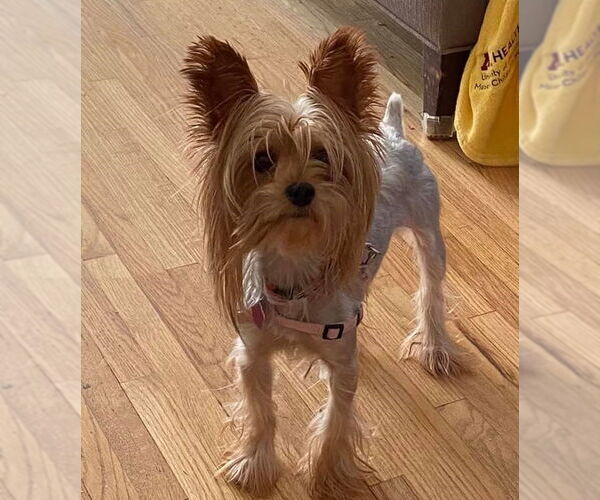 Medium Photo #5 Mutt Puppy For Sale in St. Louis Park, MN, USA