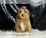 Small #1 Maltipoo