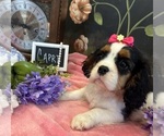 Small #1 Cavalier King Charles Spaniel