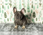 Small Photo #3 French Bulldog Puppy For Sale in MILLERSBURG, IN, USA