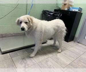Great Pyrenees-Unknown Mix Dogs for adoption in Grand Prairie, TX, USA