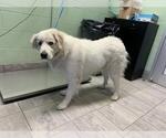 Small Great Pyrenees Mix