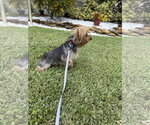 Small #1 Mutt