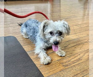 Mutt Dogs for adoption in Chester, NJ, USA