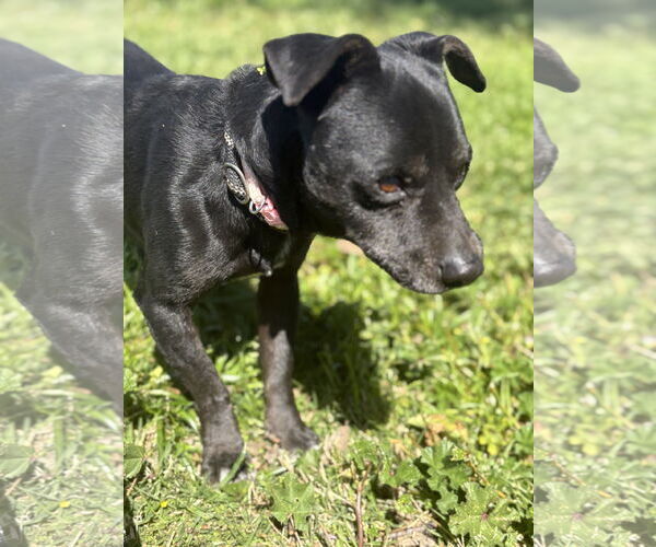 Medium Photo #4 Chihuahua-Unknown Mix Puppy For Sale in Chico, CA, USA