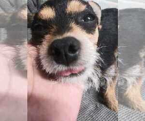 Chihuahua-Unknown Mix Dogs for adoption in San Diego, CA, USA