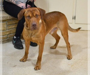 Hank - Male Mastiff Dog for Adoption - Photo #2