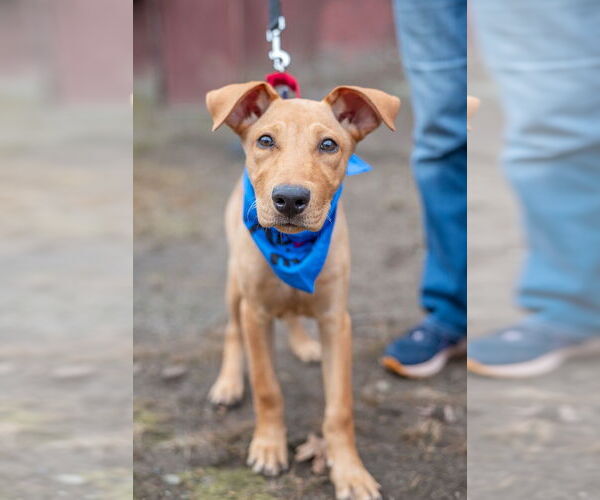 Medium Photo #7 Labrador Retriever-Unknown Mix Puppy For Sale in Oak Bluffs, MA, USA