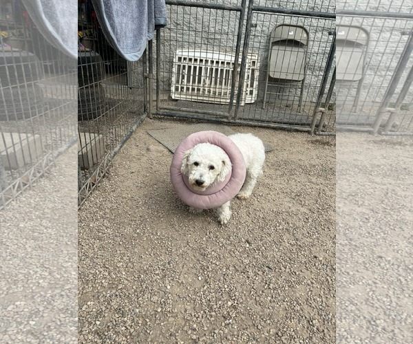 Medium Photo #2 Bichon Frise Puppy For Sale in Mukwonago, WI, USA