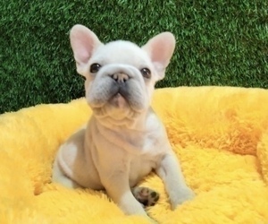 French Bulldog Puppy for sale in SEATTLE, WA, USA