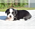 Small #5 Auss-Tzu