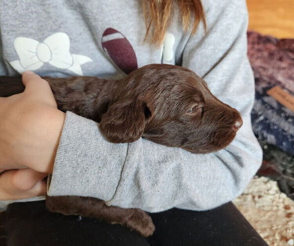 Medium Photo #6 German Shorthaired Pointer-Goldendoodle Mix Puppy For Sale in WILLACOOCHEE, GA, USA