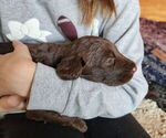 Small #5 German Shorthaired Pointer-Goldendoodle Mix