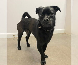 Pug-Unknown Mix Dogs for adoption in Gloversville, NY, USA
