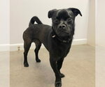 Douglas - Male Pug-Unknown Mix Dog for Adoption - Small photo