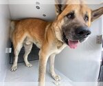 Small Photo #1 Akita-German Shepherd Dog Mix Puppy For Sale in Houston, TX, USA