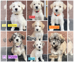 Poodle (Standard)-Siberian Husky Mix Puppy for sale in SANGER, CA, USA
