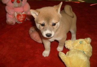 Shiba Inu Puppy for sale in SANTA CRUZ, CA, USA