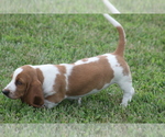 Small #7 Basset Hound