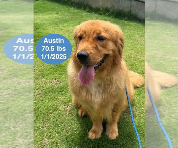 Medium Photo #4 Golden Retriever Puppy For Sale in West Hollywood, CA, USA