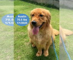 Small #3 Golden Retriever