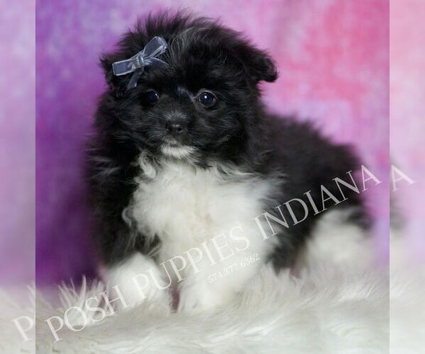 Medium Photo #5 Maltipom Puppy For Sale in WARSAW, IN, USA