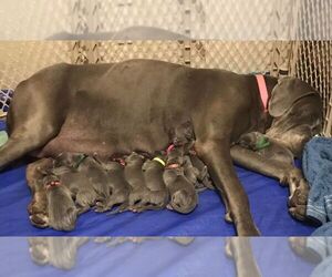 Great Dane Puppy for sale in NEW CANEY, TX, USA