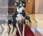 Odie - Male Rat-Cha Dog for Adoption - Small photo