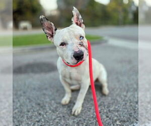 Miniature Bull Terrier-Unknown Mix Dogs for adoption in Long Beach, CA, USA