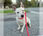 Small Miniature Bull Terrier Mix