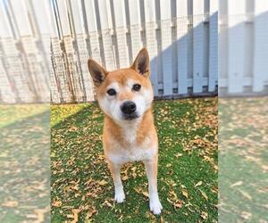 Shiba Inu Dogs for adoption in Fremont, CA, USA