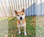Small Shiba Inu